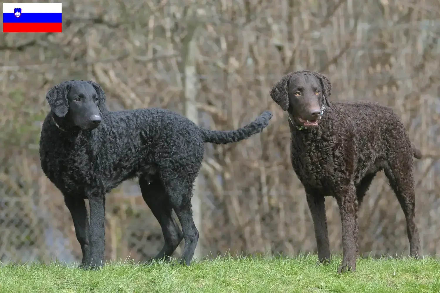 Curly Coated Retriever kiskutyák és tenyésztők Szlovénia Keress Curly Coated Retriever tenyésztőket Szlovéniában.