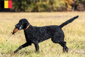 Read more about the article Curly Coated Retriever tenyésztők és kölykök Belgiumban