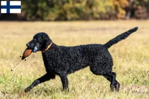 Read more about the article Curly Coated Retriever tenyésztők és kölykök Finnországban