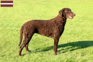 Read more about the article Curly Coated Retriever tenyésztők és kölykök Lettországban