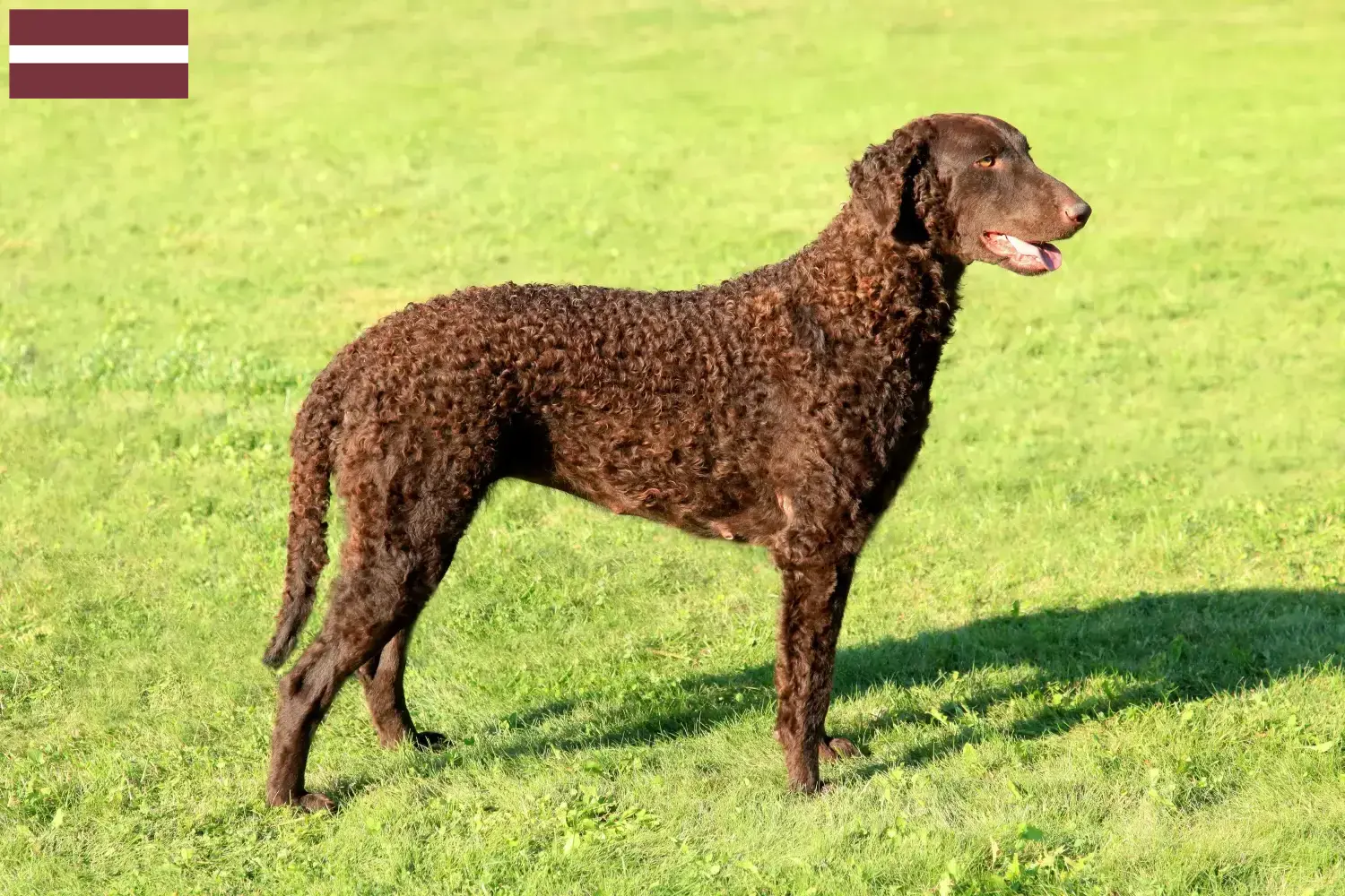 Curly Coated Retriever kiskutyák és tenyésztők Lettország Keress Curly Coated Retriever tenyésztőket Lettországban.