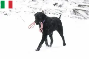 Read more about the article Curly Coated Retriever tenyésztők és kölykök Olaszországban