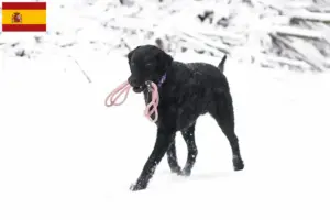 Read more about the article Curly Coated Retriever tenyésztők és kölykök Spanyolországban