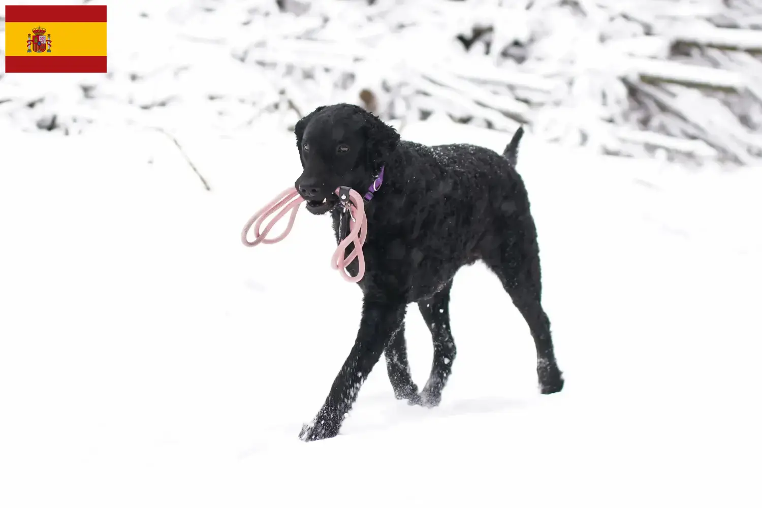 Curly Coated Retriever kiskutyák és tenyésztők Spanyolországban Itt találhatsz Curly Coated Retriever tenyésztőket Spanyolországban.