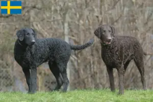 Read more about the article Curly Coated Retriever tenyésztők és kölykök Svédországban