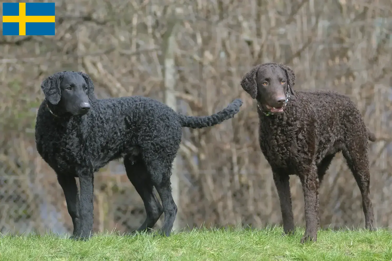 Curly Coated Retriever kiskutyák és tenyésztők Svédországban Keress Curly Coated Retriever tenyésztőket Svédországban.