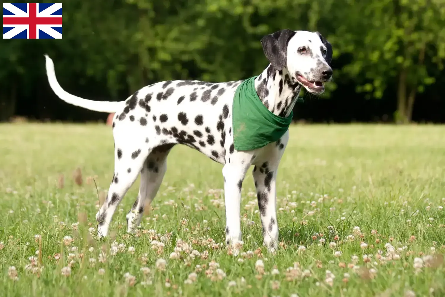 Dalmata kölykök és tenyésztők Nagy-Britannia Itt találhat dalmata tenyésztőket Nagy-Britanniában.