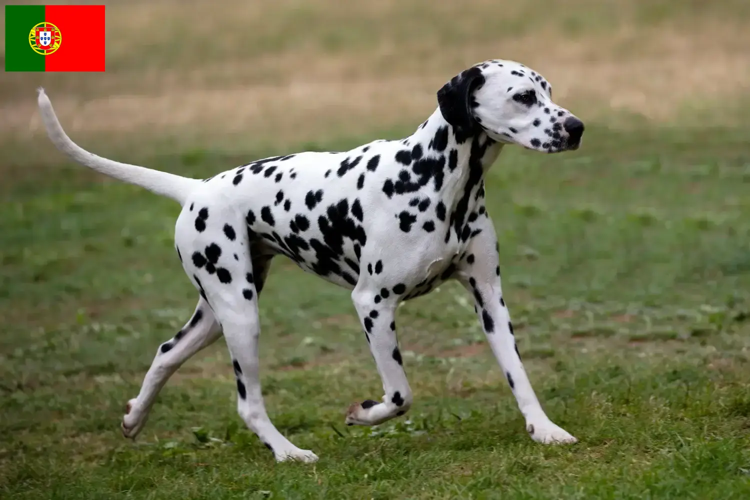 Dalmata kölyökkutyák és tenyésztők Portugália Portugáliai dalmata tenyésztőket itt talál.