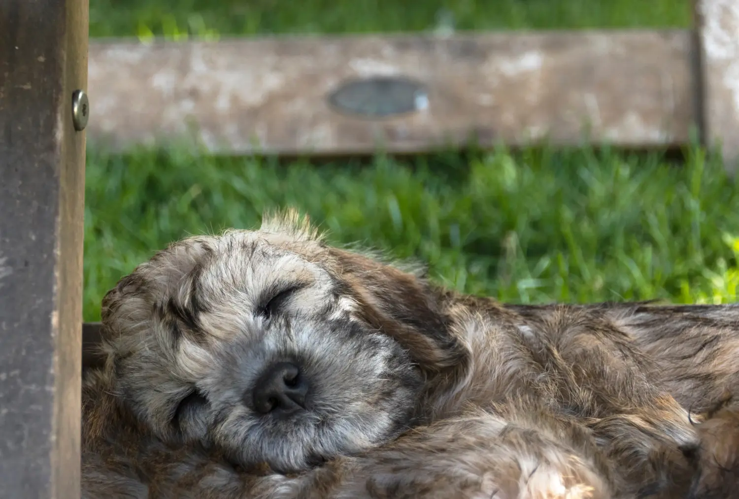 Egy Dandie Dinmont Terrier kölyökkutya megvásárlása felelősségvállalást jelent! Vásároljon Dandie Dinmont Terrier kiskutyákat.