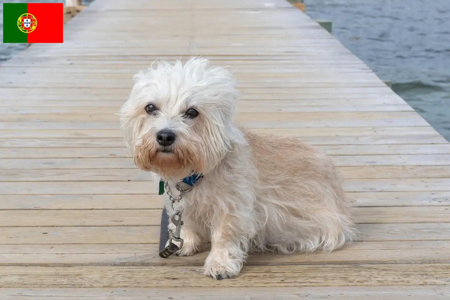 Dandie Dinmont Terrier kölykök és tenyésztők Portugália Dandie Dinmont Terrier tenyésztőket Portugáliában itt találsz.