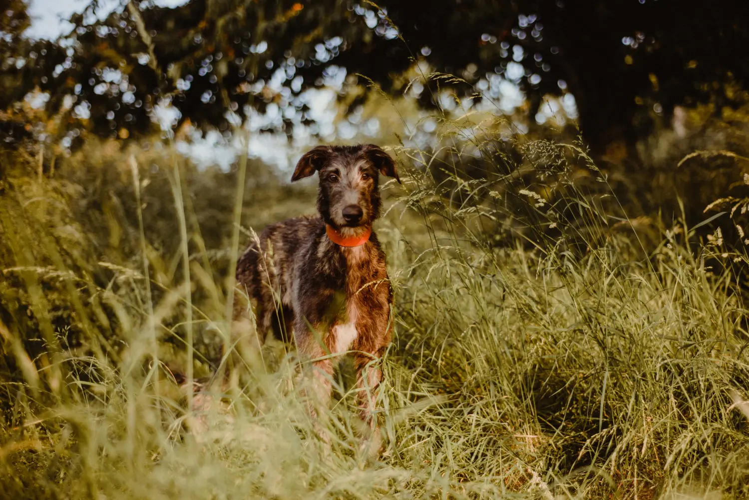 Deerhound kölyökkutya vásárlása felelősségvállalást jelent! Deerhound kiskutyák vásárlása.