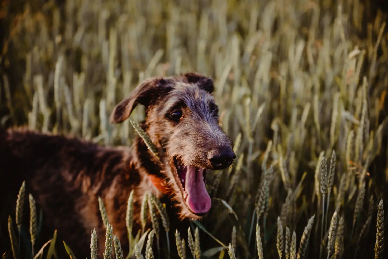 Deerhound kölyökkutya vásárlása felelősségvállalást jelent! Deerhound kiskutyák vásárlása.
