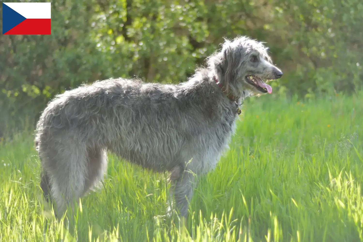 Deerhound kiskutyák és tenyésztők Csehország Itt megtalálhatja a Csehországban található szarvaskutya tenyésztőket.