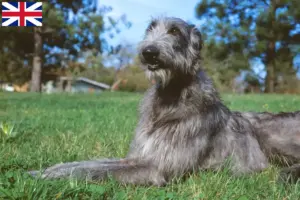 Read more about the article Deerhound tenyésztők és kölykök Nagy-Britanniában