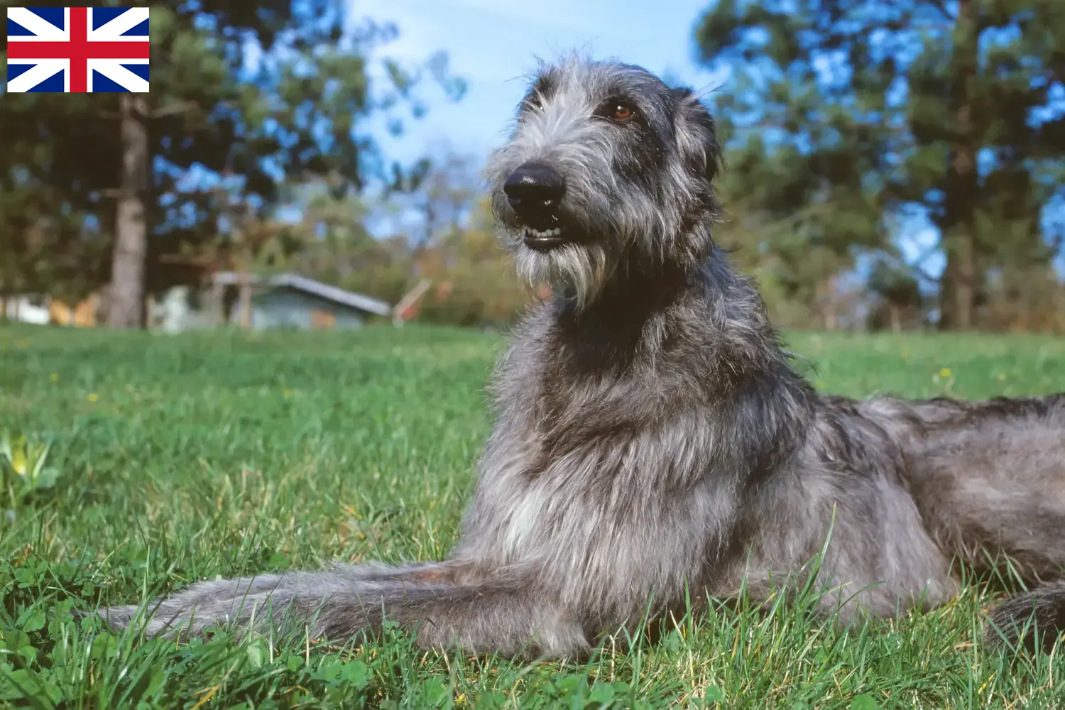 Deerhound kiskutyák és tenyésztők Nagy-Britannia Itt találhatsz szarvaskutyatenyésztőket Nagy-Britanniában.