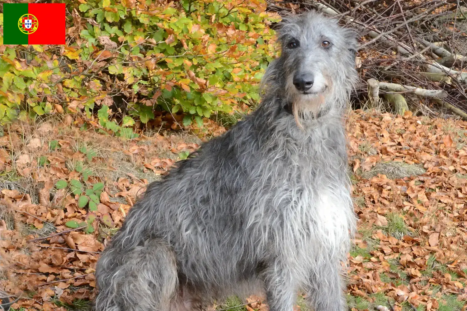 Deerhound kölykök és tenyésztők Portugália Itt megtalálhatja a portugáliai szarvaskutya tenyésztőket.