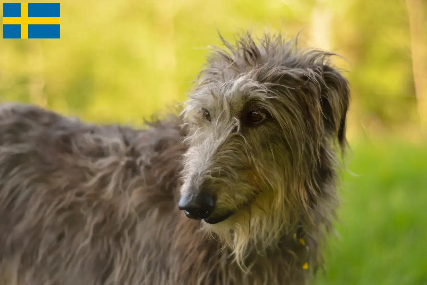 Deerhound kölykök és tenyésztők Svédországban Svédországban található szarvaskutya tenyésztők itt találhatók.