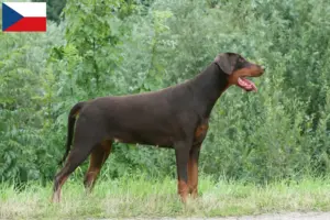 Read more about the article Dobermann tenyésztők és kölykök Csehországban