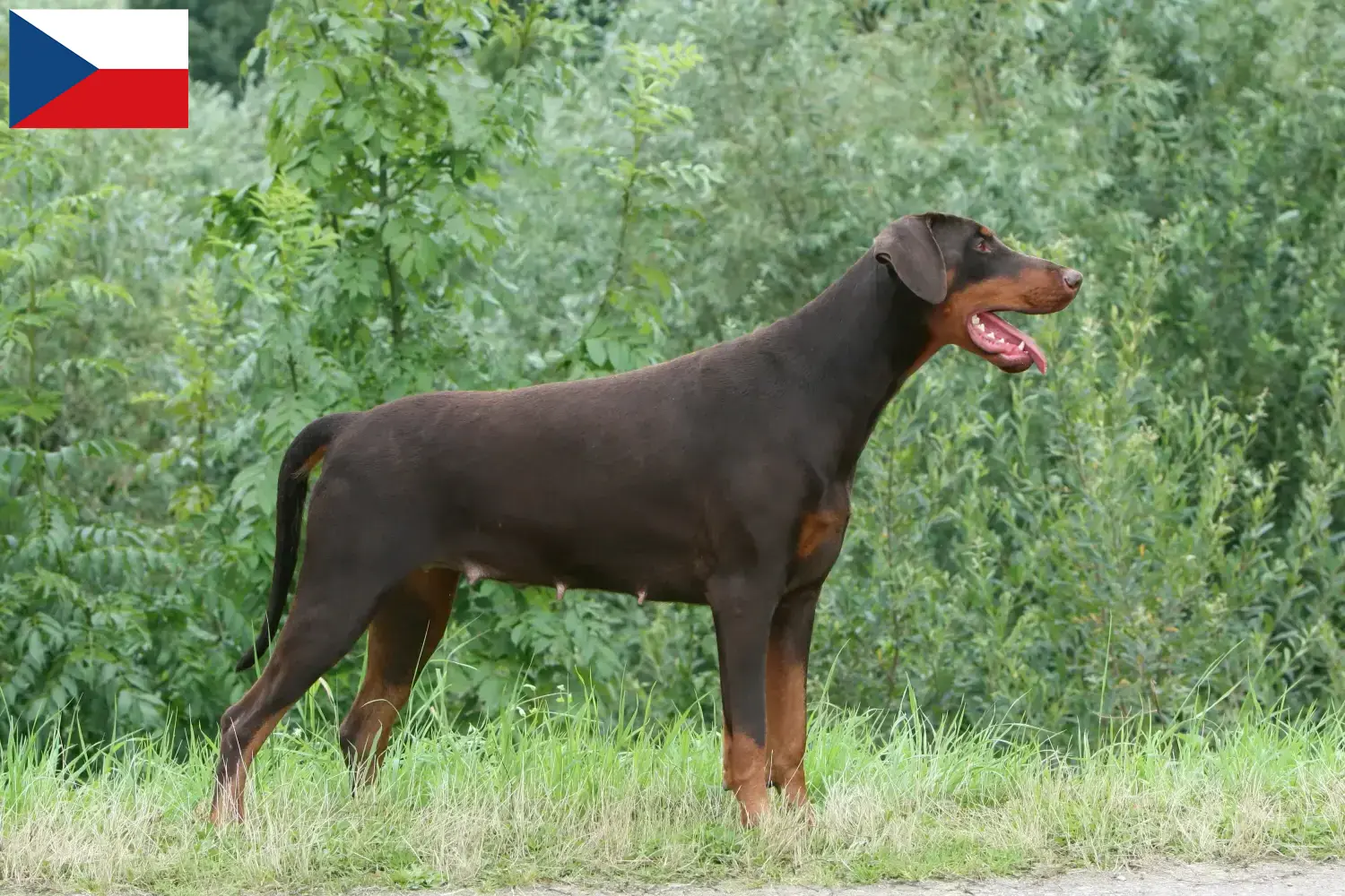 Read more about the article Dobermann tenyésztők és kölykök Csehországban