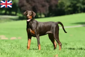 Read more about the article Dobermann tenyésztők és kölykök Nagy-Britanniában