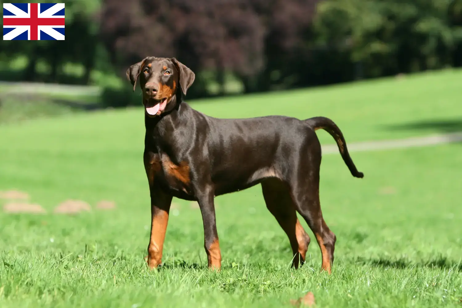 Read more about the article Dobermann tenyésztők és kölykök Nagy-Britanniában