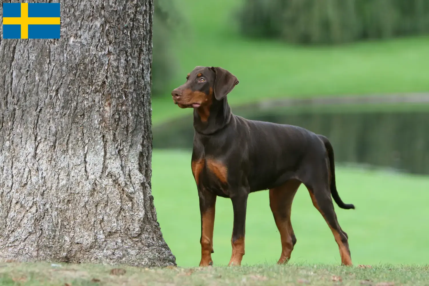 Dobermann kölykök és tenyésztők Svédországban Svédországi dobermann tenyésztőket itt talál.