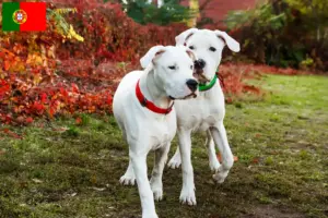 Read more about the article Dogo Argentino tenyésztők és kölykök Portugáliában