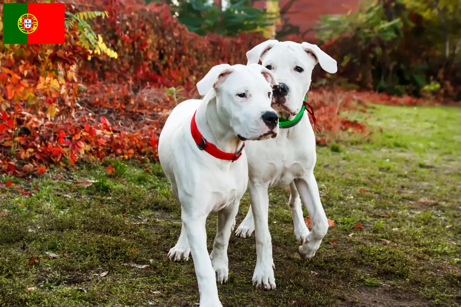 Dogo Argentino kölykök és tenyésztők Portugália Keress Dogo Argentinos tenyésztőket Portugália területén.