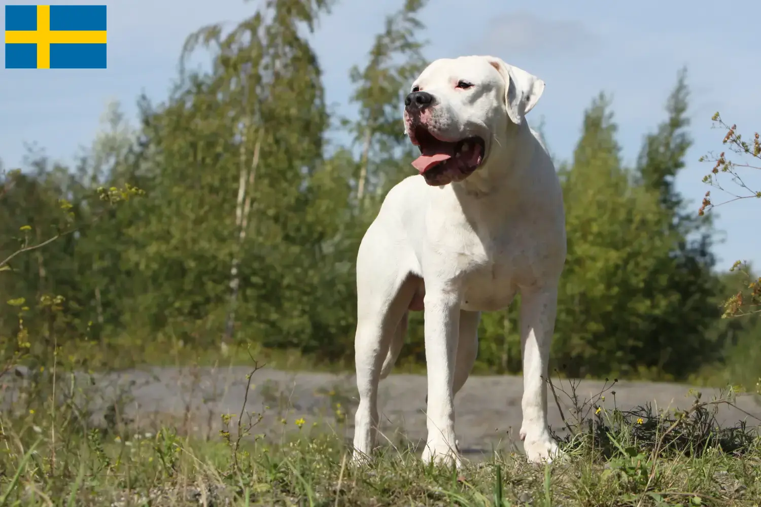 Read more about the article Dogo Argentino tenyésztők és kölykök Svédországban