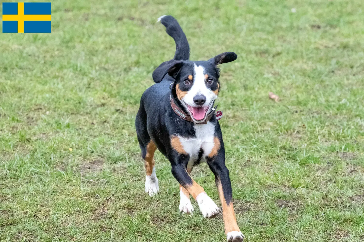 Entlebuch hegyikutya kölykök és tenyésztő Svédországban Itt Entlebucher hegyikutya tenyésztőket talál Svédországban.