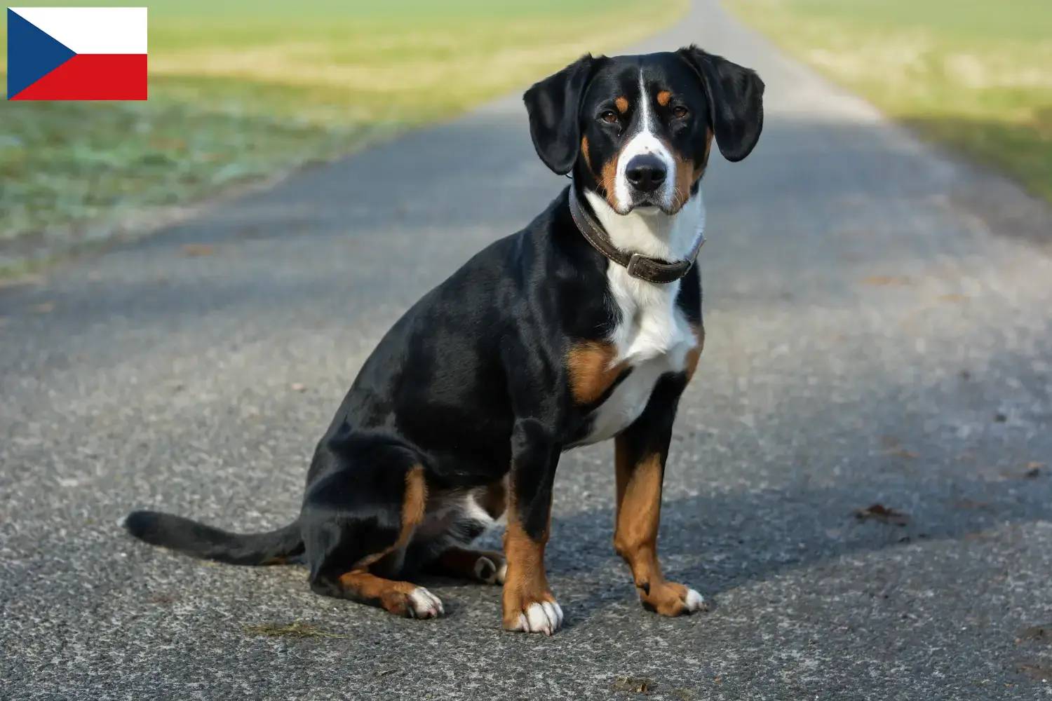 Entlebuch hegyikutya kölykök és tenyésztő Csehország Keress Entlebucher hegyikutya tenyésztőket Csehországban.