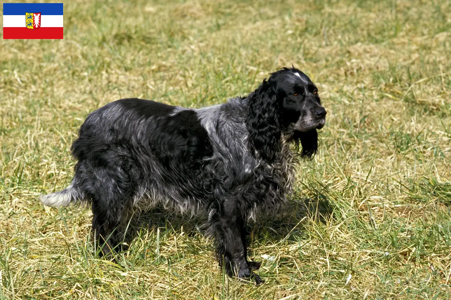 Epagneul Bleu de Picardie kölyökkutyák és tenyésztők Schleswig-Holstein Itt talál Epagneul Bleu de Picardies tenyésztőket Schleswig-Holsteinben.