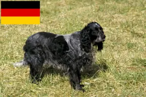 Read more about the article Epagneul Bleu de Picardie tenyésztők és kiskutyák Németországban