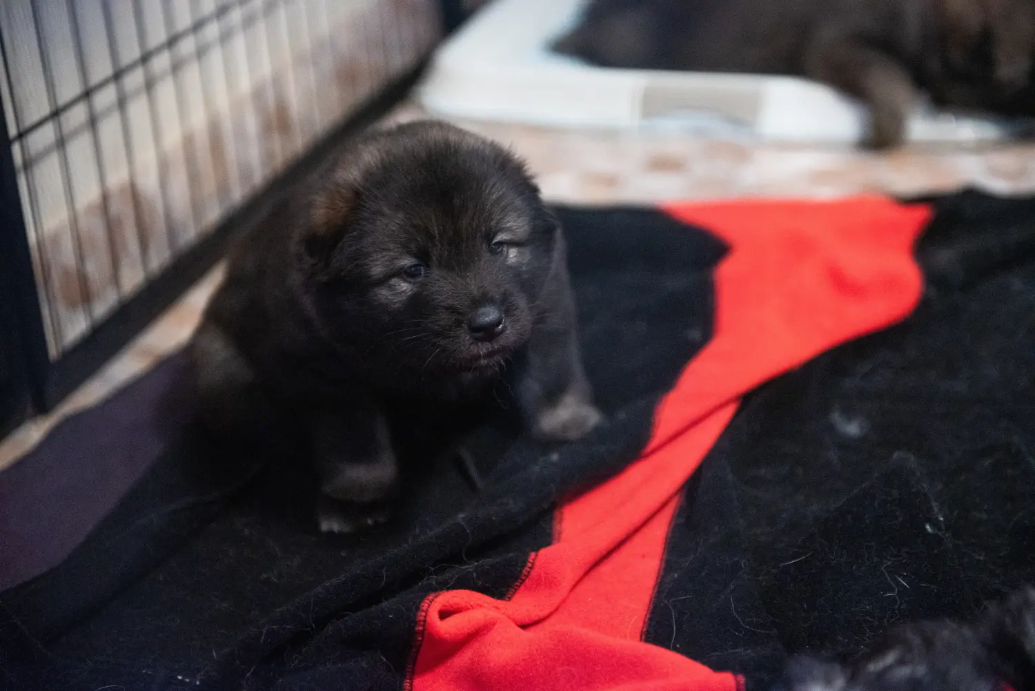 Eurasier kiskutya vásárlása felelősségvállalást jelent! Eurasier kiskutyák vásárlása.
