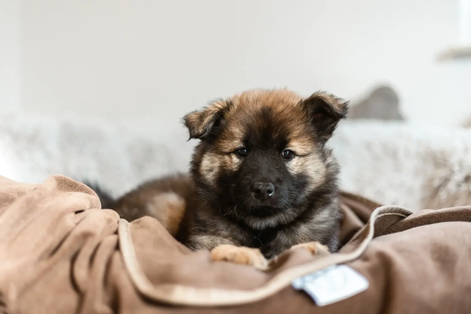 Eurasier kiskutya vásárlása felelősségvállalást jelent! Eurasier kiskutyák vásárlása.