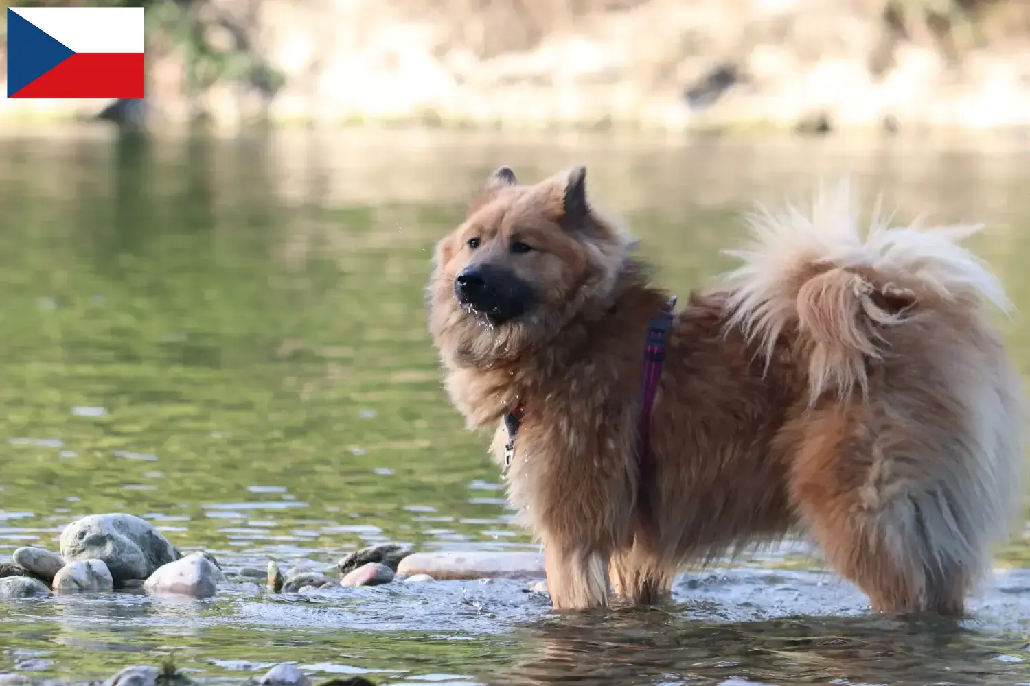 Eurasier kiskutyák és tenyésztők Csehország Keress Eurasier tenyésztőket Csehországban.
