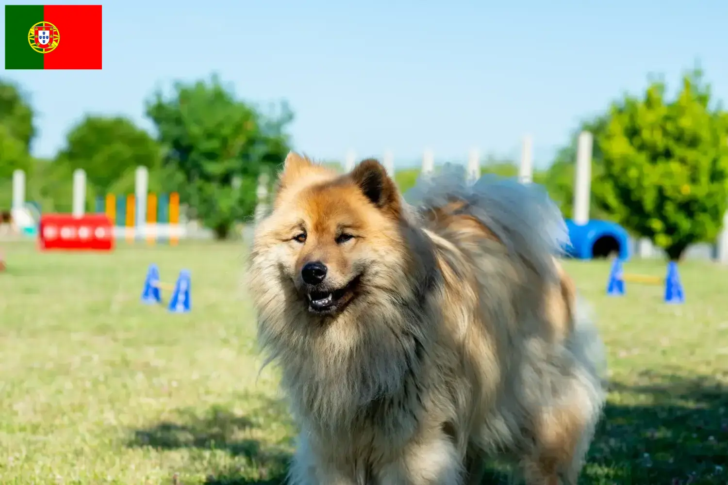 Eurasier kiskutyák és tenyésztők Portugália Portugáliai Eurasier tenyésztőket itt találsz.