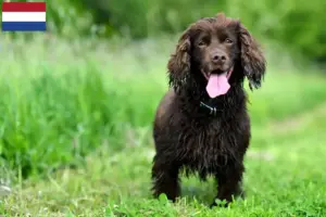 Read more about the article Field Spaniel tenyésztők és kölykök Hollandiában