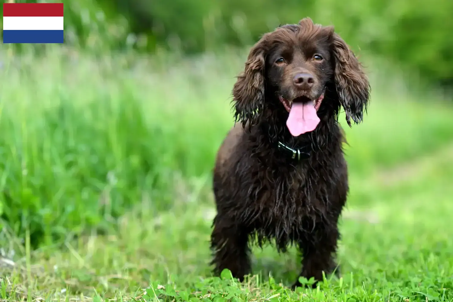 Field Spaniel kölykök és tenyésztők Hollandia Keresse meg itt a Field Spaniel tenyésztőket Hollandia területén.