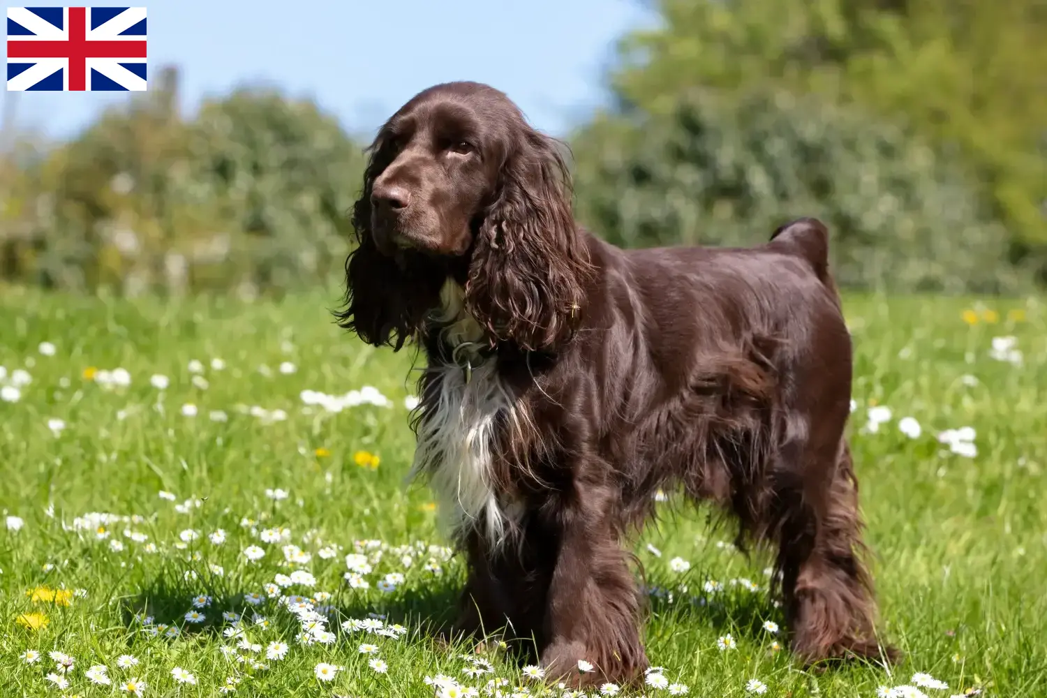 Field Spaniel kiskutyák és tenyésztők Nagy-Britannia Itt találhatsz Field Spaniel tenyésztőket az Egyesült Királyságban.
