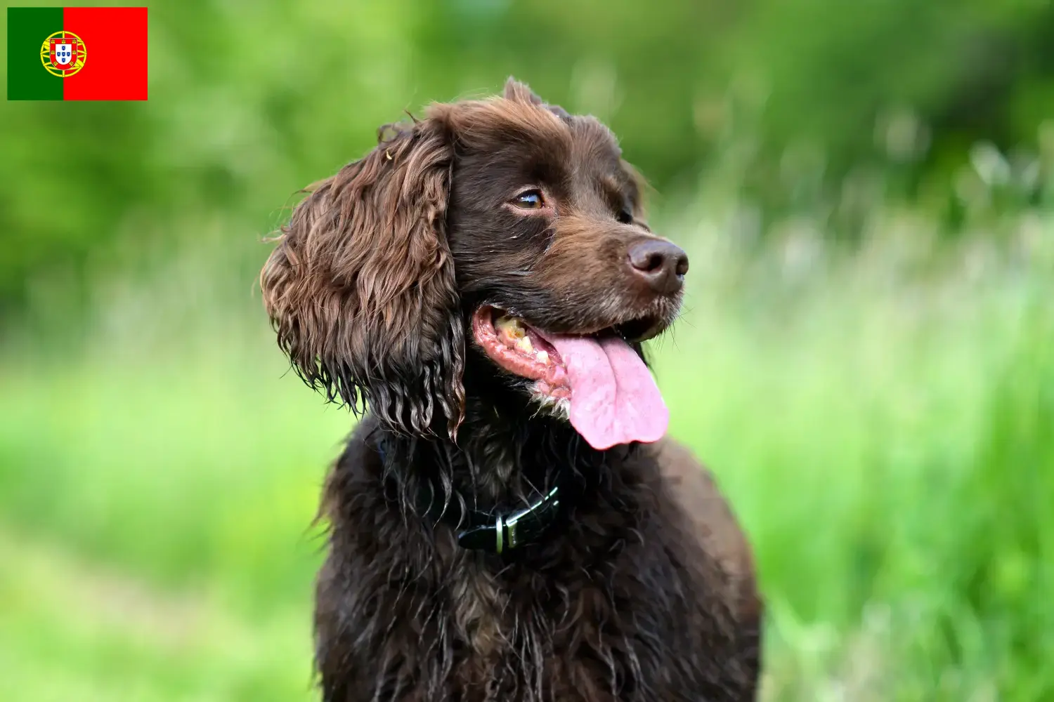 Field Spaniel kölykök és tenyésztők Portugália Itt találsz Field Spaniel tenyésztőket Portugália területén.