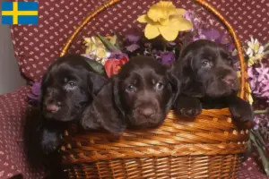 Read more about the article Field Spaniel tenyésztők és kölykök Svédországban