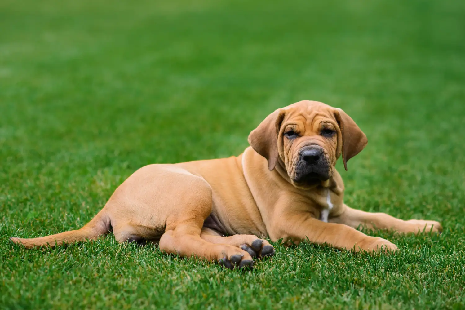 Fila Brasileiro kölyökkutya vásárlása felelősségvállalást jelent! Vásároljon Fila Brasileiro kiskutyákat.