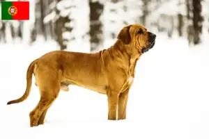 Read more about the article Fila Brasileiro tenyésztők és kölykök Portugáliában