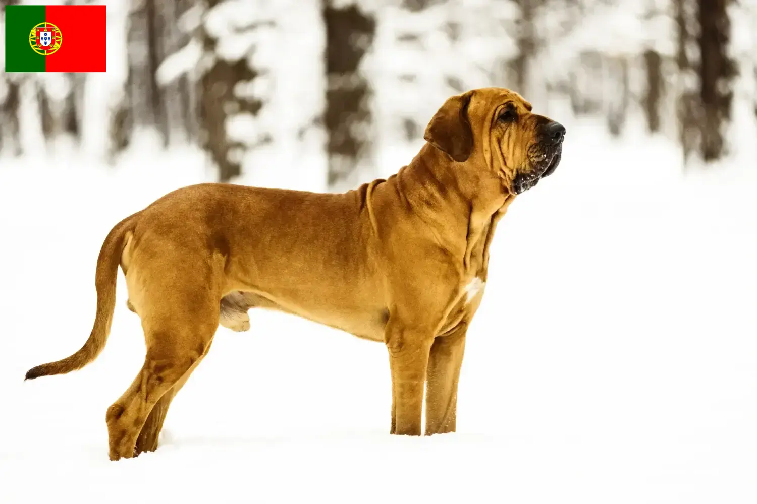 Fila Brasileiro kiskutyák és tenyésztők Portugália Itt megtalálja a Fila Brasileiros tenyésztőket Portugáliában.