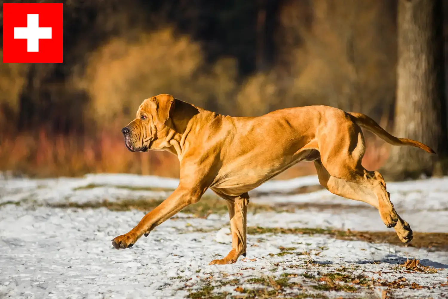 Fila Brasileiro kölykök és tenyésztők Svájc Itt megtalálja a Fila Brasileiros tenyésztőket Svájcban.