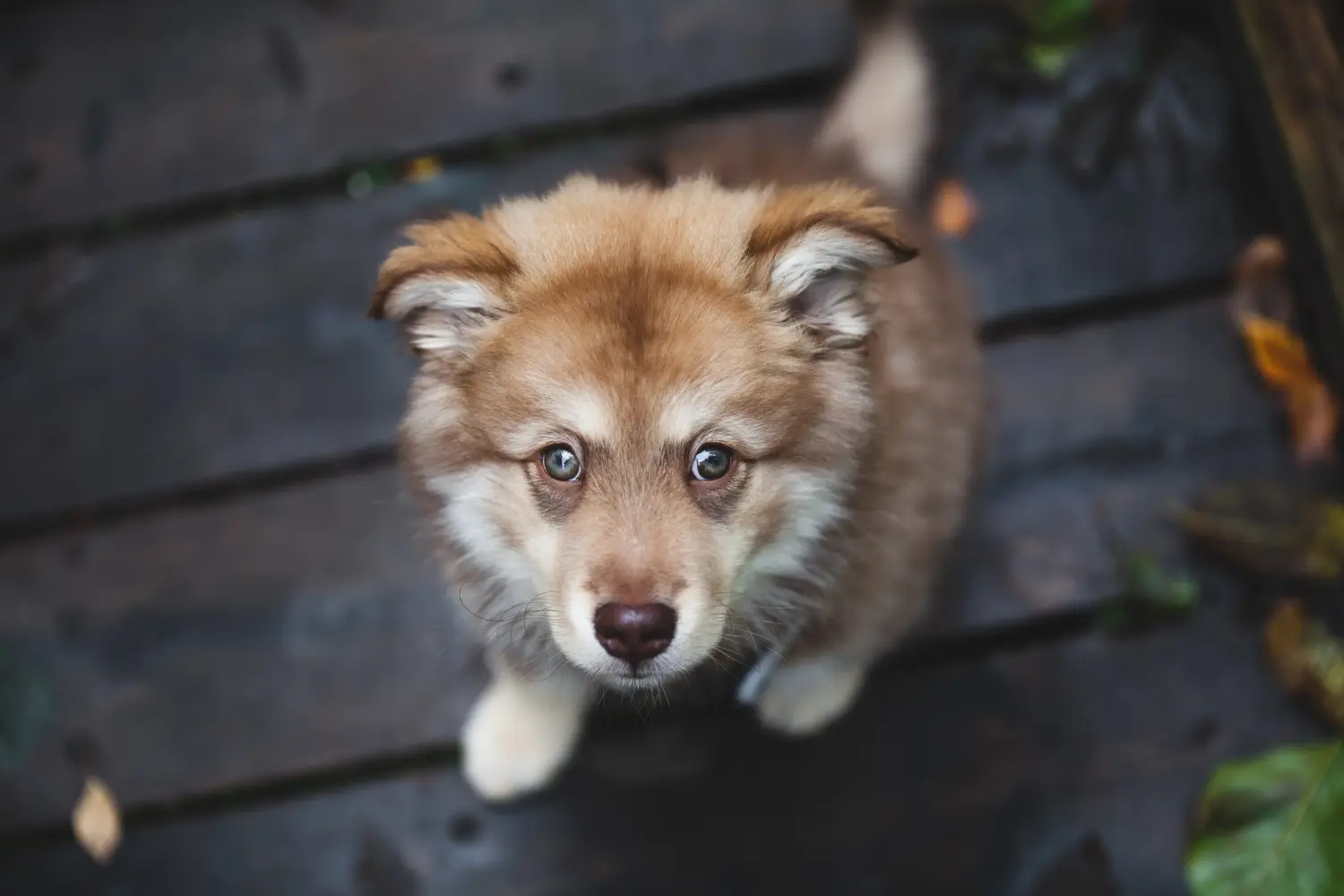 Egy finn lapphund kölyökkutya megvásárlása felelősségvállalást jelent! Vásároljon finn lapphund kiskutyákat.