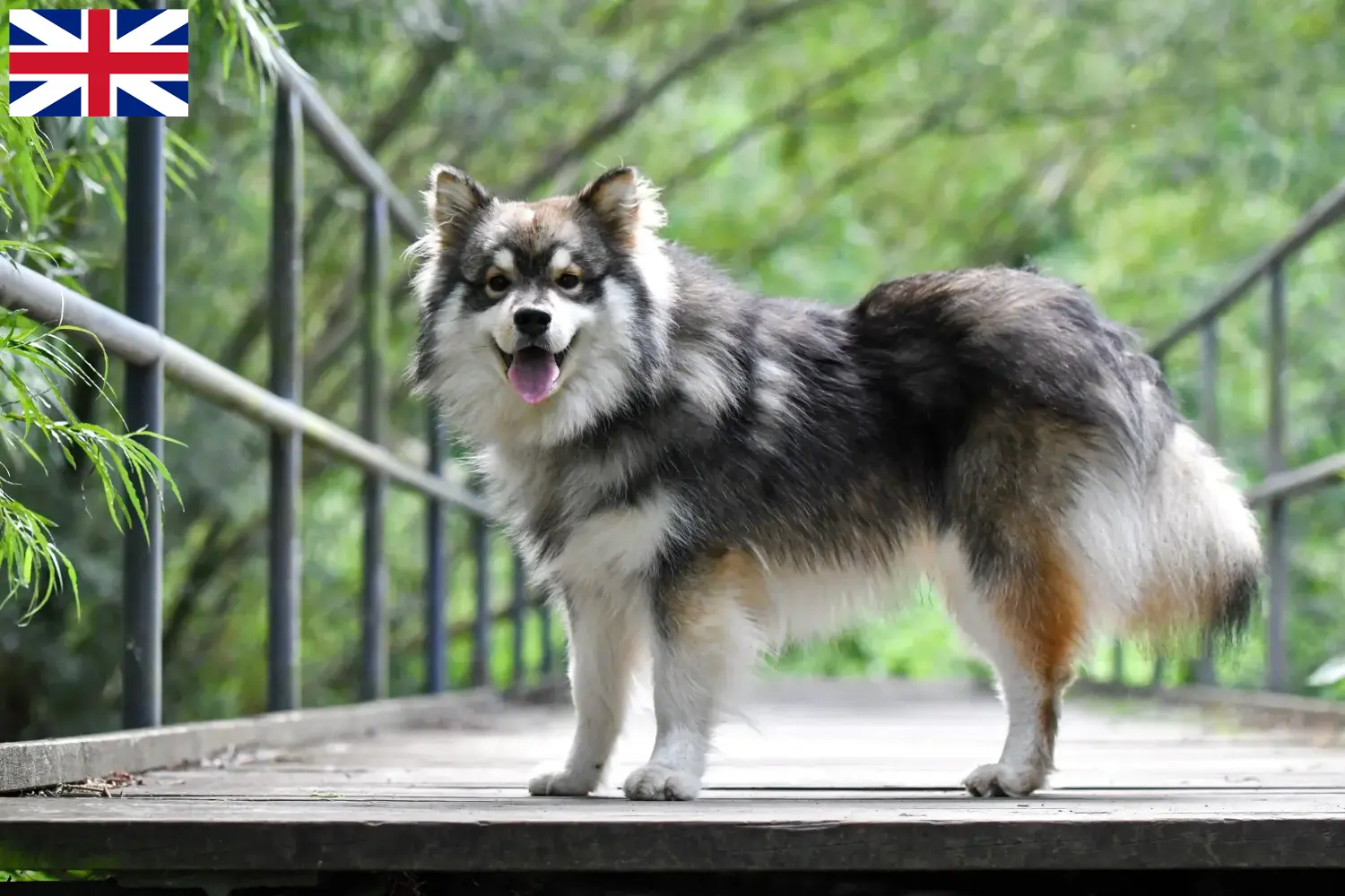 Finn Lapphund kölykök és tenyésztők Nagy-Britannia Nagy-Britannia finn lapphund tenyésztőit itt találja.