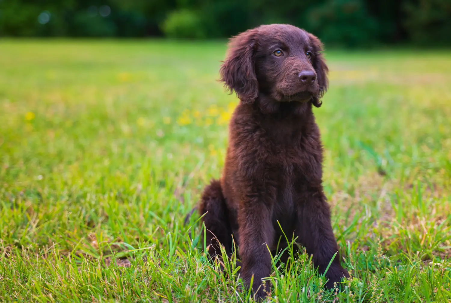 Egy Flat Coated Retriever kiskutya megvásárlása felelősségvállalást jelent! Vásároljon Flat Coated Retriever kiskutyákat.