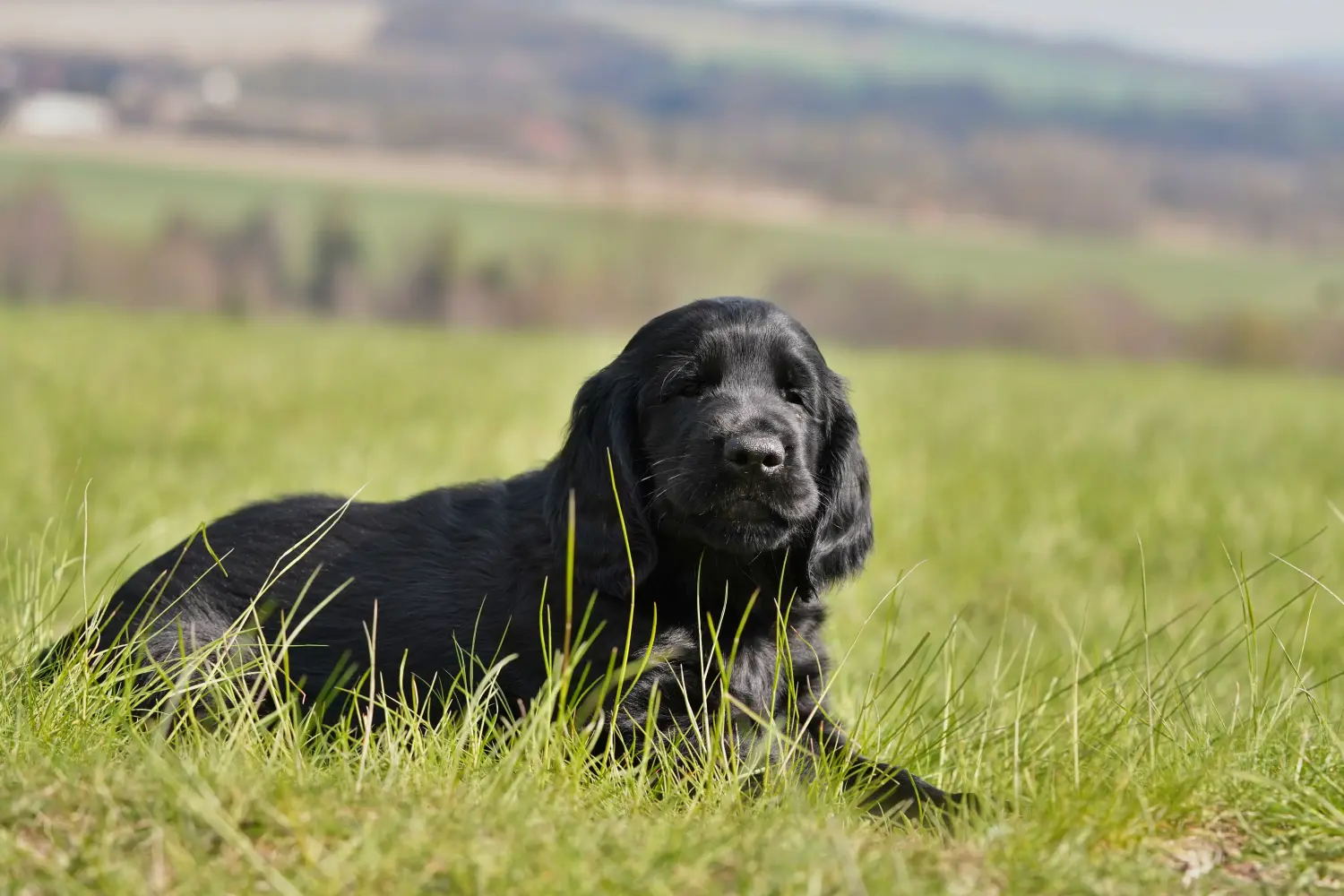 Egy Flat Coated Retriever kiskutya megvásárlása felelősségvállalást jelent! Vásároljon Flat Coated Retriever kiskutyákat.